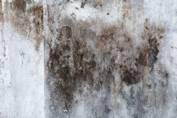 Best Mold Remediation for Rental Properties  in Westchester, FL