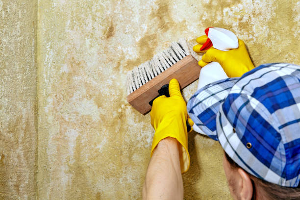 Best Environmental Consulting for Mold Prevention  in Westchester, FL