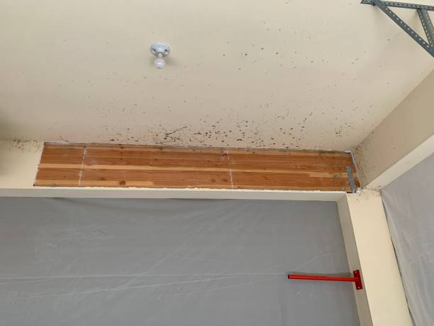 Best Real Estate Mold Inspection  in Westchester, FL