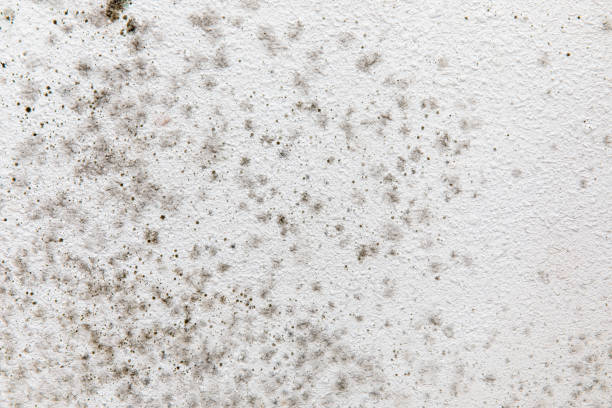 Best HVAC Mold Inspection and Cleaning  in Westchester, FL